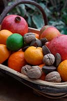 Christmas fruits in a trug with apples, oranges, limes, lemons, pomegranites - Punica granatum , clementines - Citrus, Malus domestica,  Walnuts - Juglans regia and Brazil nuts - Bertholletia excelsa