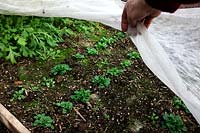 Growing winter sown Valerianella locusta - Corn salad or Lambs lettuce in a polytunnel and under horticultural fleece