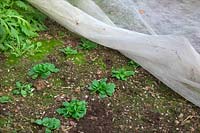 Growing winter sown Valerianella locusta - Corn salad or Lambs lettuce in a polytunnel and under horticultural fleece