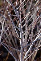 the silver stems of Rubus thibetanus in winter