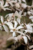Magnolia proctoriana in Chiffchaffs Garden, Bourton, Dorset