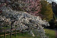 Prunus 'Shirotae' AGM syn Prunus 'Mount Fuji' with Prunus sargentii AGM Chiffchaffs Garden, Bourton, Dorset
