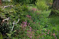 One year after a hedge has been laid allowing more light to enter sees a dramatric increase in native flora - Silene dioica - Red Campion with Hyacinthoides non-scripta - English Bluebells