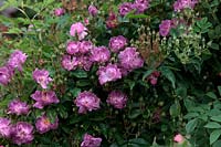 Rambler Rose - Rosa 'Veilchenblau'