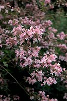 Kolkwitzia amabilis 'Pink Cliud' - Beauty Bush