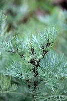 Aphis fabae - Black aphids or blackfly on Artemesia