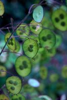 Lunaria annua - honesty developing seedpods