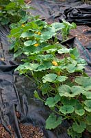 Winter Squash - vegetable garden in July with plants just starting to grow over mypex ground cover used to surpress weeds