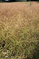 Brassica napus - rape or oilseed rape approaching harvest time