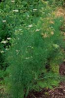 Finnichio - Fennel 'Mantovano' - an early May sowing with a small percentage having bolted