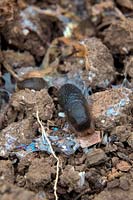 Arion ater - Common Brown or Black slug paralysed by metaldehyde slug pellets and will die by dessication