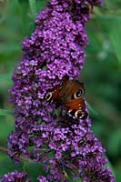 Inachis io - Peacock butterfly on Buddleja davidii