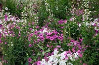 Annual bedding display with white Salvia and Laurentia and purple Petunias - 2013 at the Garden of the Domaine de Chaumont-sur-Loire