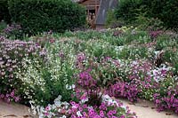 Annual bedding display with Cleome 'Sparkler Blush'  - Cleome houtteana - white Salvia and Laurentia and purple Petunias - 2013 at the Garden of the Domaine de Chaumont-sur-Loire