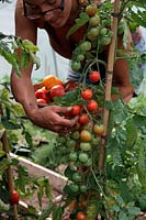 Woman gardener picking tomatoes - Solanum lycopersicum into a basket