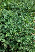 Potato Haulm of blight resistant variety - Solanum tuberosum 'Sarpo Axona' in early Septemebr