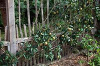 Malus domestica 'Brownlees Russet' fan trained on fence M26 rootstock