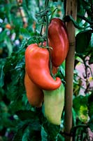 Tomato - Solanum lycopersicum 'Cornue des Andes' syn. 'Andine Cornue' syn. 'Andean Horn'