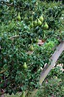Pear - Pyrus communis 'Concorde'  - PBR -   - D -  AGM Espalier trained and grafted on Quince A rootstock - in mid September