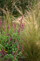 Stipa tenuissima and Teucrium hircanicum in early autumn
