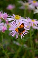 Small copper butterfly - Lycaena phlaeas feeding on Aster pyrenaeus 'Lutetia'
