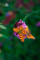 Verbena bonariensis AGM with Comma butterfly - Polygonia c-album and Small Tortoiseshell Butterfly - Aglais urticae