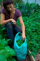 Woman harvesting New Zealand Spinach - Tetragonia tetragonioides