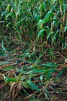 Damage in Forage Maize crop caused by foraging Badgers - Meles meles