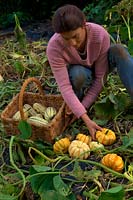 Woman gardener harvesting the winter squash harvest in mid October - Cucurbita 'Sweet Lightning' AGM - orange and cream, Cucurbita maxima 'Cornell's Bush Delicata' - green and cream