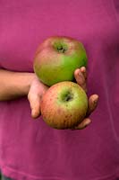 Hands of woman gardener holding Cooking Apples - Malus domestica 'Bramley's Seedling'