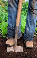 Woman digging with spade in garden and wearing denim jeans - not tucked into socks -  and safety work boots