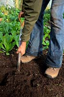 Woman digging with fork in garden and wearing denim jeans - not tucked into socks - and safety work boots