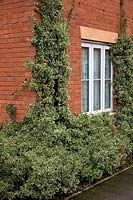 Eunonymus fortunei cultivar climbing up brick house walls
