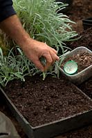 Taking cuttings of Gazania 'Bicton Orange' in autumn - using rooting hormone and inserting cuttings into a tray.