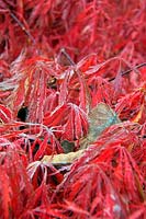 The first frost in autumn  on the foliage of Acer palmatum var. dissectum 'Inaba-shidare' AGM