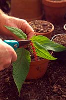 Taking autumn cuttings of half hardy plants - Salvia confertifolia - remove any late flower - sometimes it is impossible to find suitable shoots which are not flowering