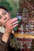 Woman gardener cleaning the trunk of Prunus serrula using a pan sponge to show off the attractive bark