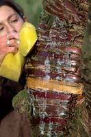 Woman gardener cleaning the trunk of Prunus serrula using a sponge to show off the attractive bark
