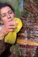 Woman gardener cleaning the trunk of Prunus serrula using a sponge to show off the attractive bark