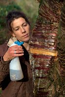 Woman gardener cleaning the trunk of Prunus serrula using a hand sprayer containing soapy water to show off the attractive bark