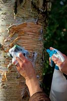 Woman gardener cleaning the trunk of Betula costata using a hand sprayer and sponge with soapy water to show off the attractive bark