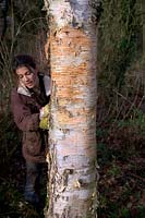 Woman gardener cleaning the trunk of Betula costata using a sponge with soapy water to show off the attractive bark