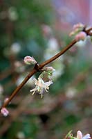 Lonicera x purpusii - - Fragrant Winter Honeysuckle in January