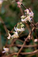 Lonicera x purpusii - - Fragrant Winter Honeysuckle in January