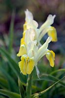 Iris bucharica with morning frost in spring