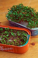 Cress - Lepidium sativum and Growing salad mustard - Brassica growing in old sardine tins - the mustard germinates more slowly and should be sown a few days earlier