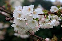 Prunus 'Tai-haku' AGM Great White Japanese Cherry
