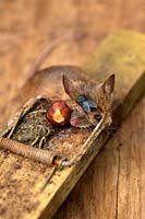 Recently killed Wood Mouse - Apodemus sylvaticus is quickly located by a house fly Musca domestica