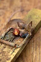 Recently killed Wood Mouse - Apodemus sylvaticus is quickly located by a house fly Musca domestica