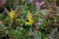 Mahonia nervosa in flower during April